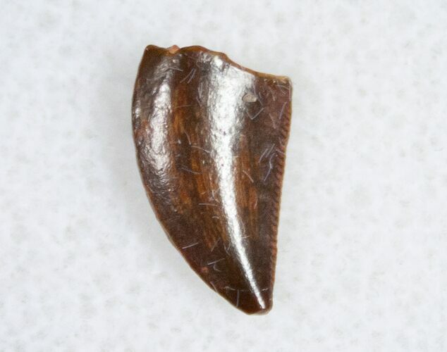 Small Raptor Tooth From Morocco - #11218